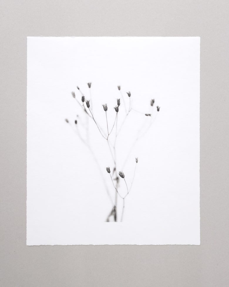 blackprint_edition_Klaus_Martin-Gareis-Akelei-03 blackprint edition Limited Artist Edition featuring Klaus-Martin Gareis - "Akelei"