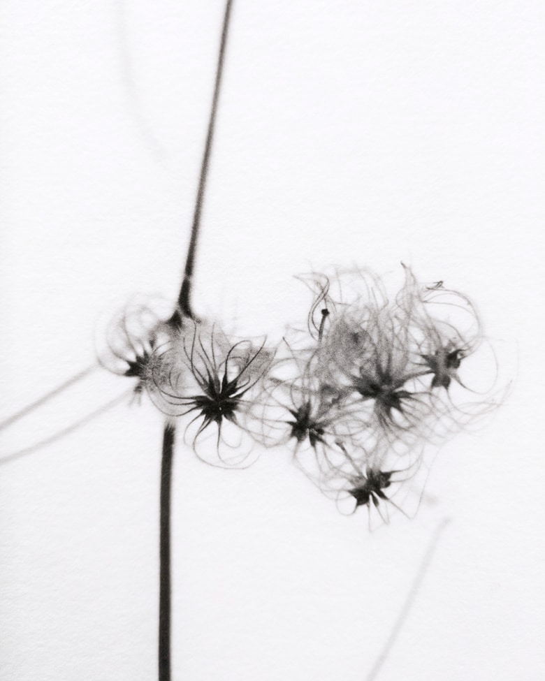 blackprint_edition_Klaus_Martin-Gareis-Waldrebe-02 blackprint edition Limited Artist Edition featuring Klaus-Martin Gareis