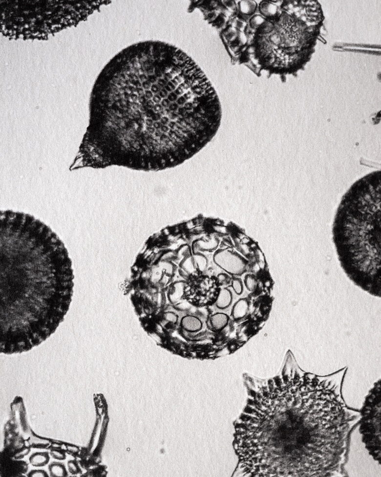 blackprint_edition_karo02-011D blackprint edition - karo edition Nr.011, antique microslides of Polycystina from Barbados