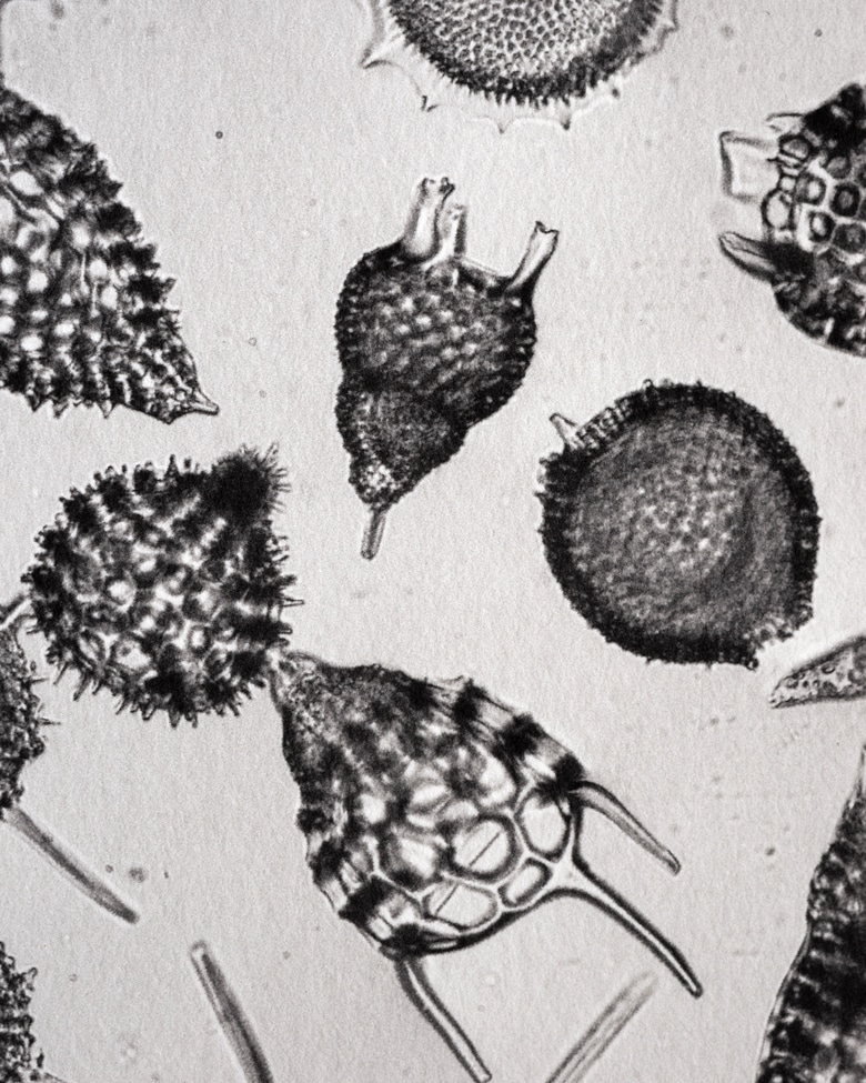 blackprint_edition_karo02-011E blackprint edition - karo edition Nr.011, antique microslides of Polycystina from Barbados