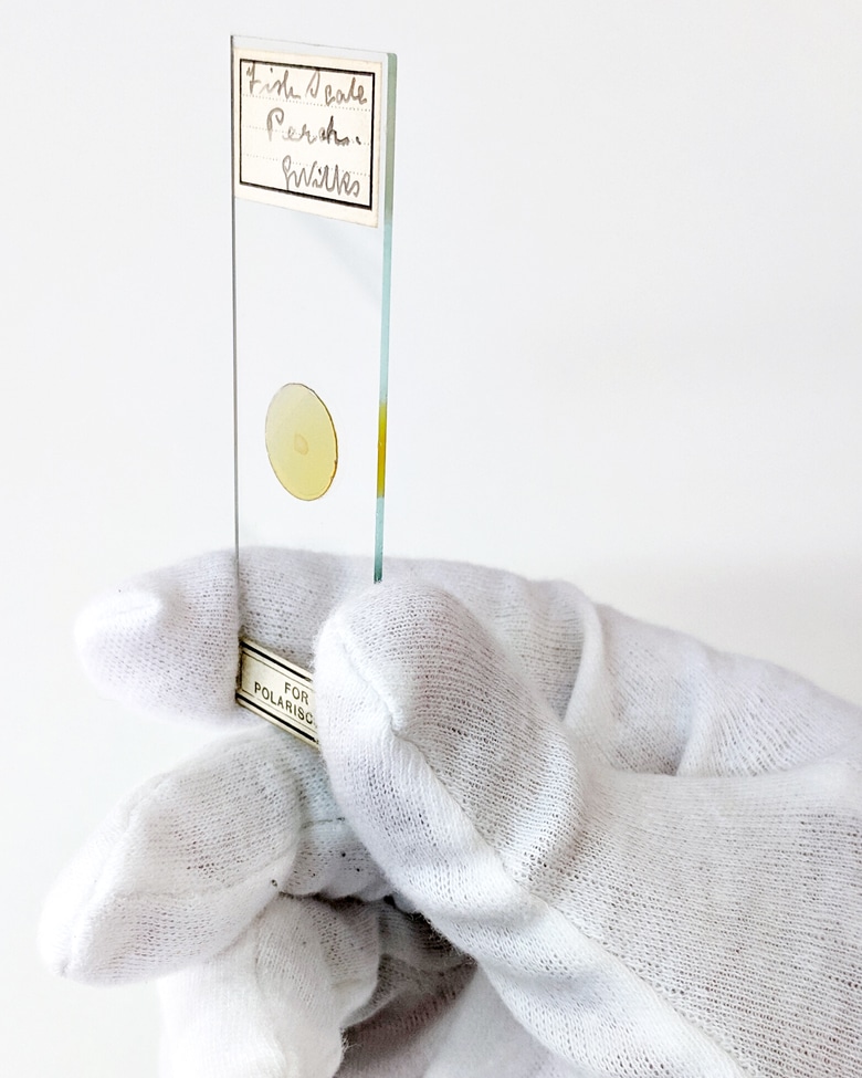 blackprint_edition_limited-fisch_scale_001B blackprint edition Limited Edition black and white microscopic photography (Fisch Scale Perch)