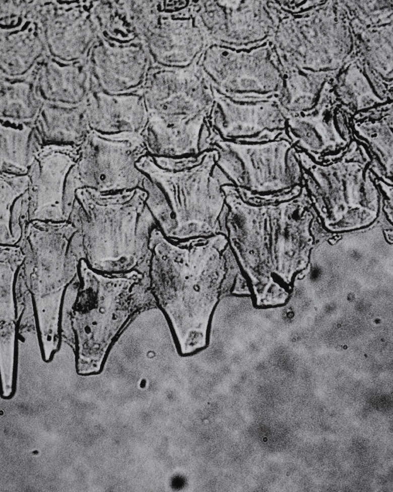 blackprint_edition_limited-fisch_scale_001C blackprint edition Limited Edition black and white microscopic photography (Fisch Scale Perch)