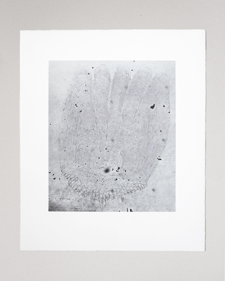 blackprint_edition_limited-fisch_scale_001D2 blackprint edition Limited Edition black and white microscopic photography (Fisch Scale Perch)